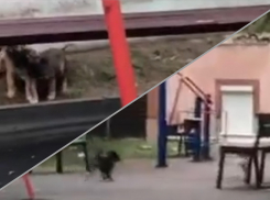 Новороссийцы боятся гулять с детьми из-за бродячих собак 