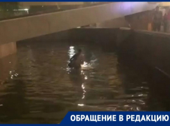 «А если бы туда упал человек?»: собака в парке Фрунзе в Новороссийске упала в пруд и не смогла выбраться