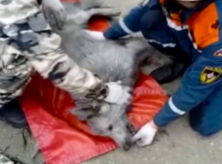 Стала известна судьба собаки, пострадавшей в пожаре в МКД Новороссийска 