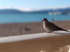 Из-за разлива нефтепродуктов в Анапе массово гибнут птицы 