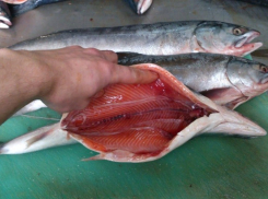 Новая жизнь внутри вас: как новороссийцам не стать жертвой паразитов