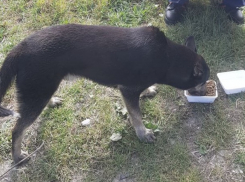 Жительница Новороссийска спасла собаку, провалившуюся в колодец