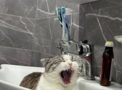 Атака в Новороссийске заставила понервничать пушистиков