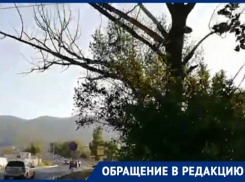 Несколько лет дерево угрожало здоровью новороссийцев