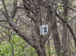 Оставил коробку и ушел: новороссийцы обнаружили странный предмет в Пионерской роще