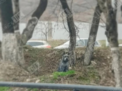 История новороссийского Хатико тронула пользователей соцсетей: кого ждет собака