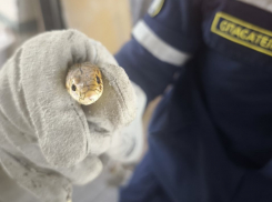 Так себе гости: змеи захватывают дома Новороссийска