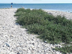 Помидоры выросли на Суджуке