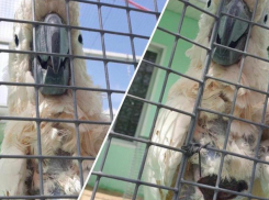 «Лечению не поддается»: в натухаевском зоопарке рассказали о нелегкой жизни попугая 