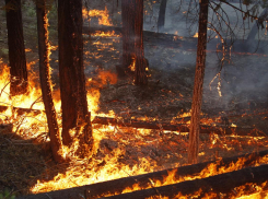 Как обстоят дела в новороссийском лесничестве или почему новороссийцам нельзя в лес