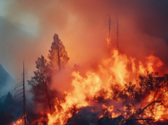 Высокая пожароопасность — новороссийцам стоит воздержаться от посещения леса