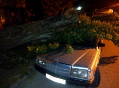 Старое дерево упало на припаркованный у дома автомобиль в Новороссийске 