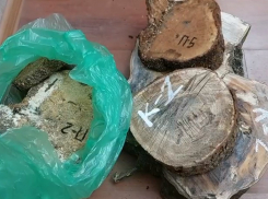 Житель Кубани притворился мертвым и нарубил леса на 2 миллиона