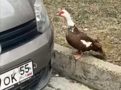 На улицах Новороссийска встретили гуляющую... утку 