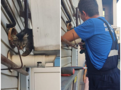 Кот-вытяжкоход: в Новороссийске животное застряло в оборудовании