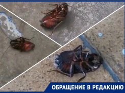 Дом кишит тараканами у жителей Новороссийска: комментарий УК «Норд-Ост» 