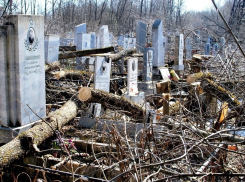 Деревьев больше чем на миллион незаконно вырубили на новороссийском кладбище
