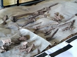 Эксгумация массовых захоронений, найденных под Новороссийском, продолжается