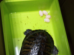 Трудные роды новороссийской красноухой черепахи: врачи помогли   