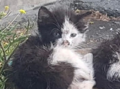 Уличный кот из Новороссийска стал блогером