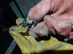 Летучая мышь “посетила” квартиру новороссийцев и напугала их