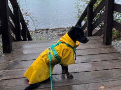 В России ввели новый ГОСТ: какие площадки для собак должны быть в Новороссийске