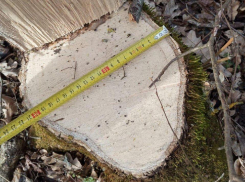 В Новороссийске срубили почти сотню деревьев на 14 миллионов рублей 