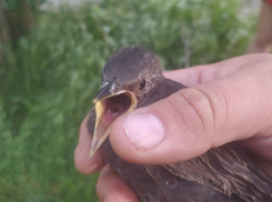 Каждая жизнь важна: в Новороссийске прошла целая операция по спасению выпавшего из гнезда птенца
