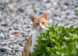  Погода в Новороссийске: в субботу солнышко играет в прятки 