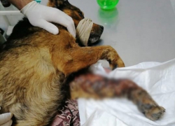 12 новых щенков и собака, гнившая заживо — новые подопечные волонтера в Новороссийске