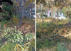Деревья сухие, мусор и ветки: жительница Новороссийска просит заняться сквером у дома 