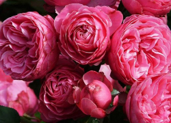 Более 1500 кустов роз высадят в Новороссийске