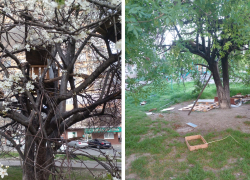 “Лучше бы вели подсчет асоциальных личностей” — в Новороссийске разрушили домик на дереве