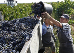 Главбуха новороссийских виноградников обвиняют в многомилионной афере 