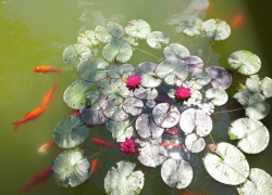 Гороскоп от «Блокнота»: близнецам удастся завести нужные знакомства, а весам поможет дипломатия