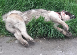 Полиции пришлось стрелять в собаку, набросившуюся на ребенка в Новороссийске