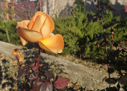 Гороскоп от «Блокнота»: раки будут в центре внимания, а у стрельцов эмоции через край 