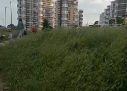 "Трава по колено": жительница Новороссийска недовольна состоянием двора