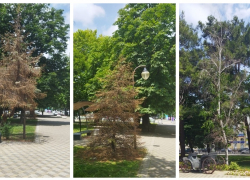 Засохшие деревья в центре Новороссийска — что будет с умирающими растениями