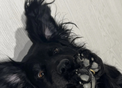 «Может я кому-то нужен?» - друг с ошейником потерялся в Новороссийске