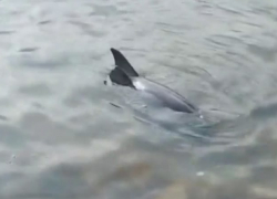 Семья дельфинов выбросилась на берег: новороссийцы могут помочь спасти животных 