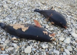 Мертвых дельфинов обнаружили жители в прибрежной зоне