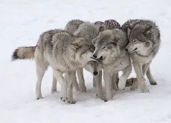 Стая волков поселилась в лесах Абрау-Дюрсо