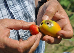 Из Израиля в Новороссийск пришла очередная гадость