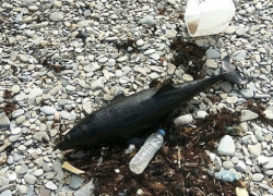 Новороссийцы выдвинули свою версию массовой гибели дельфинов