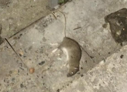 Новороссийцам приходится отбиваться камнями от крыс, чтобы попасть в подъезд