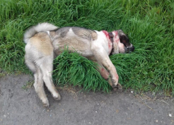 Мэр Новороссийска рассказал о состоянии ребенка, покусанного собакой