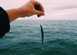 Чёрное море скидок не делает: рыба в Краснодарском крае подорожала на 16,8%