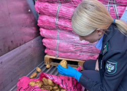 В порту Новороссийска "забраковали" зараженный картофель 