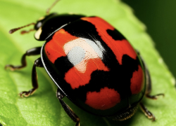 Руками не трогать: Новороссийск атакуют хищные божьи коровки 